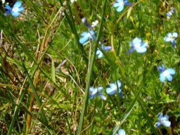 Lobelia neglecta flowers